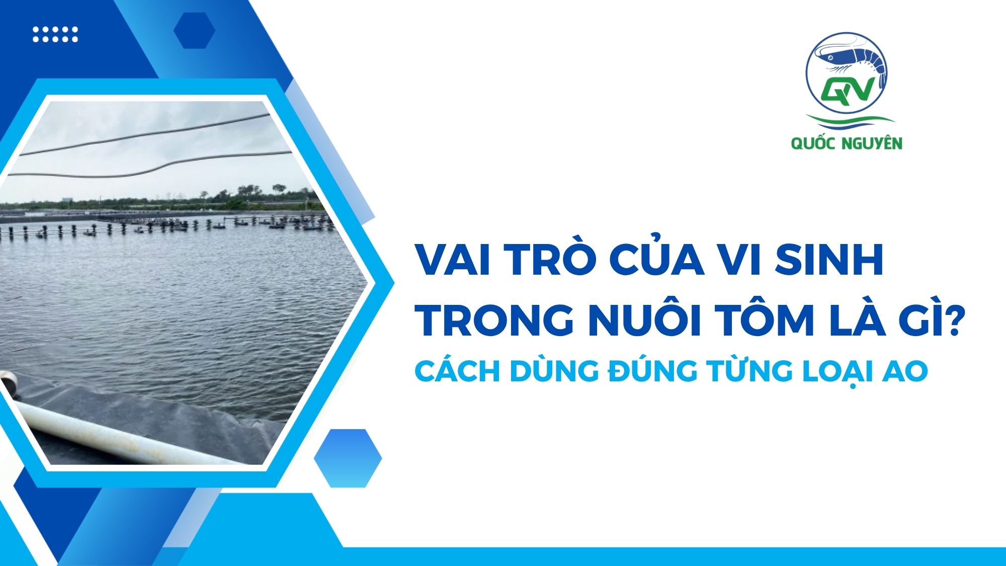 Vai Trò Của Vi Sinh Trong Nuôi Tôm Là Gì? Cách Dùng Đúng Từng Loại Ao