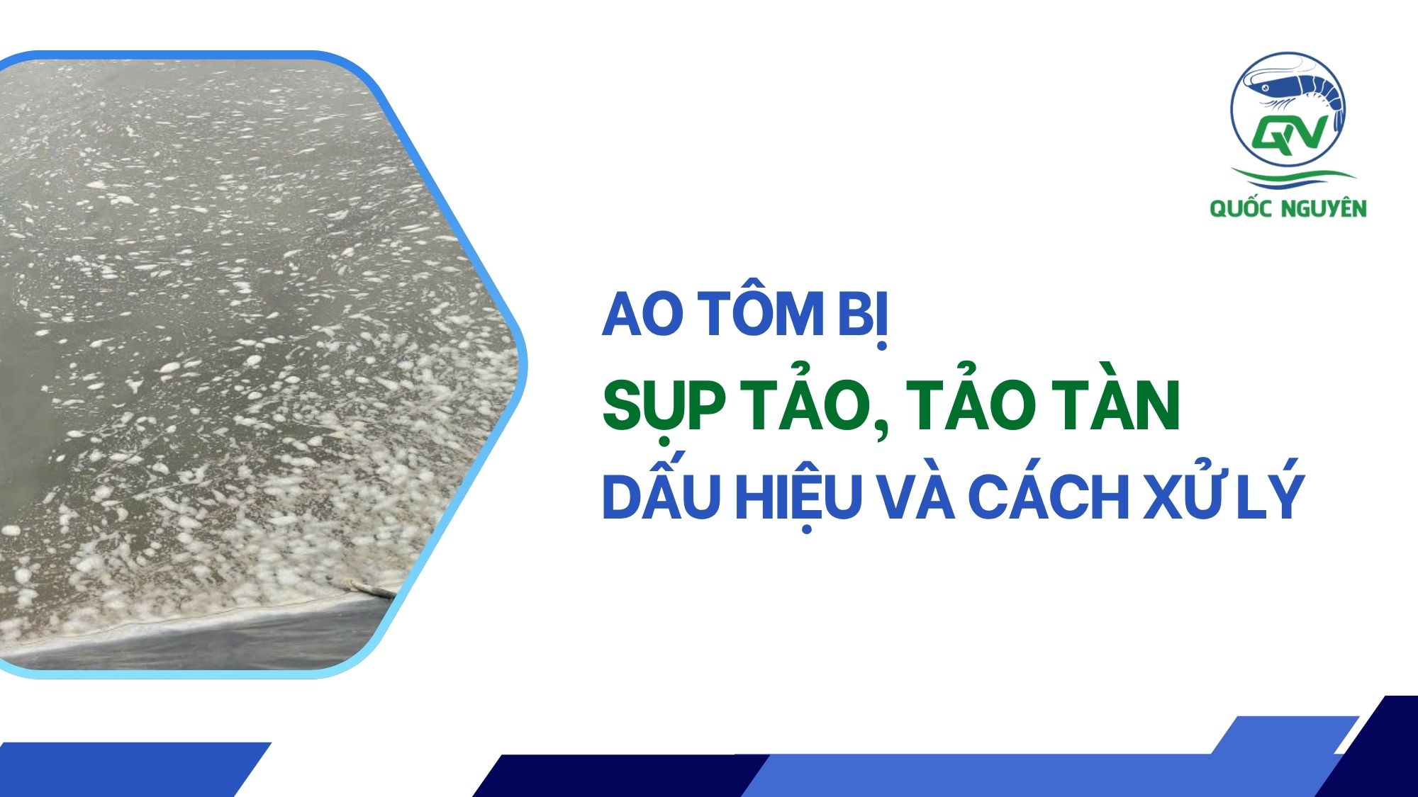 Ao Tôm Bị Sụp Tảo, Tảo Tàn: Dấu Hiệu Và Cách Xử Lý
