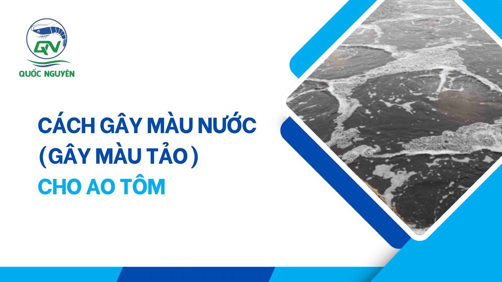 Cách Gây Màu Nước (Gây Màu Tảo) Cho Ao Tôm
