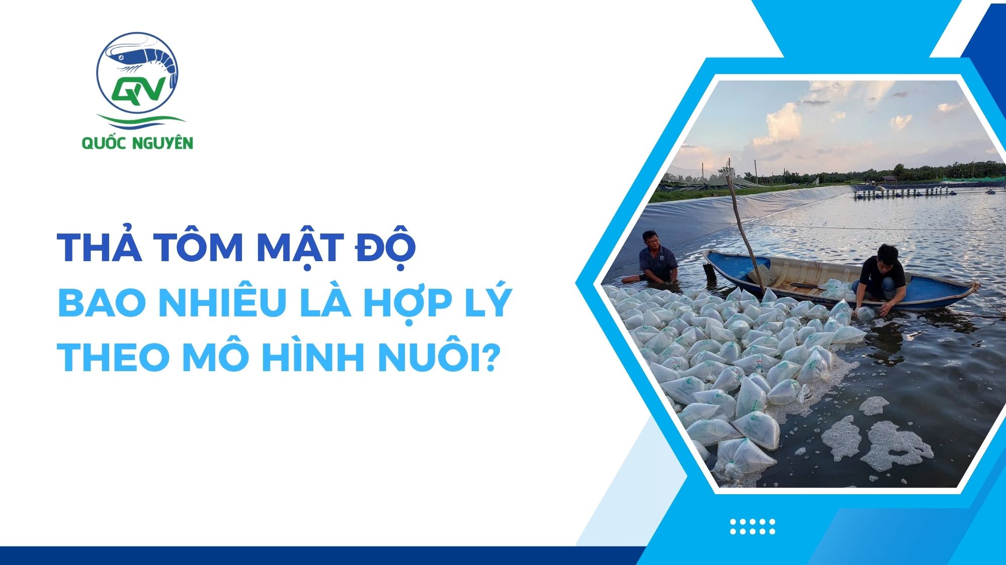 Thả Tôm Mật Độ Bao Nhiêu Là Hợp Lý Theo Mô Hình Nuôi?
