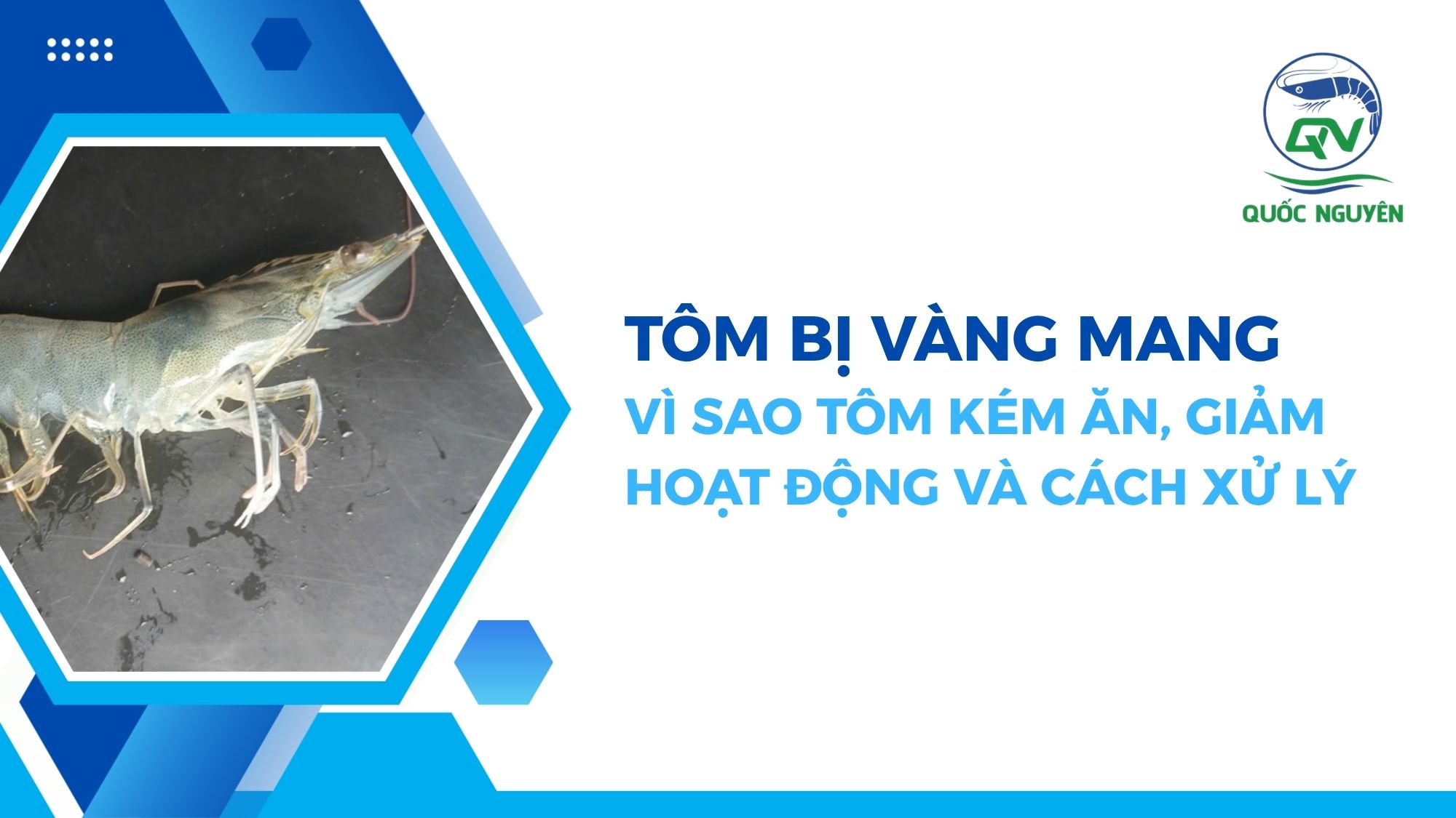 Tôm Bị Vàng Mang: Vì Sao Tôm Kém Ăn, Giảm Hoạt Động Và Cách Xử Lý