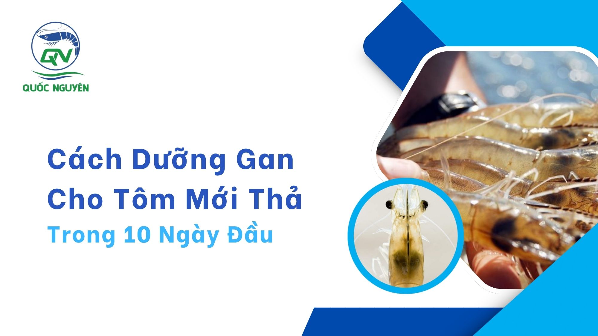 Cách Dưỡng Gan Cho Tôm Mới Thả Trong 10 Ngày Đầu