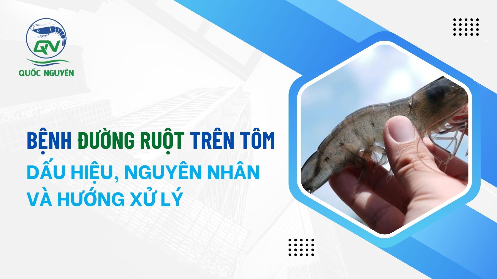 Bệnh Đường Ruột Ở Tôm: Nhận Biết Qua Phân Và Ruột, Nguyên Nhân, Hướng Xử Lý