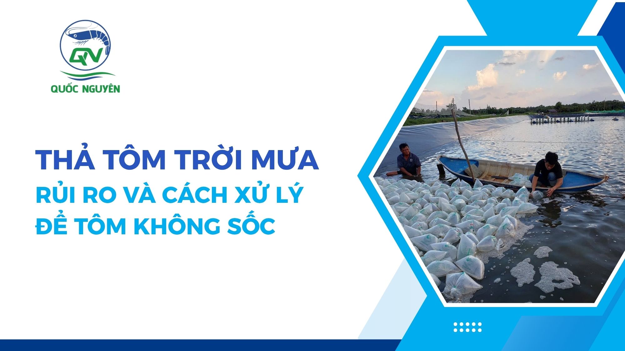 Thả Tôm Trời Mưa: Rủi Ro Và Cách Xử Lý Để Tôm Không Sốc