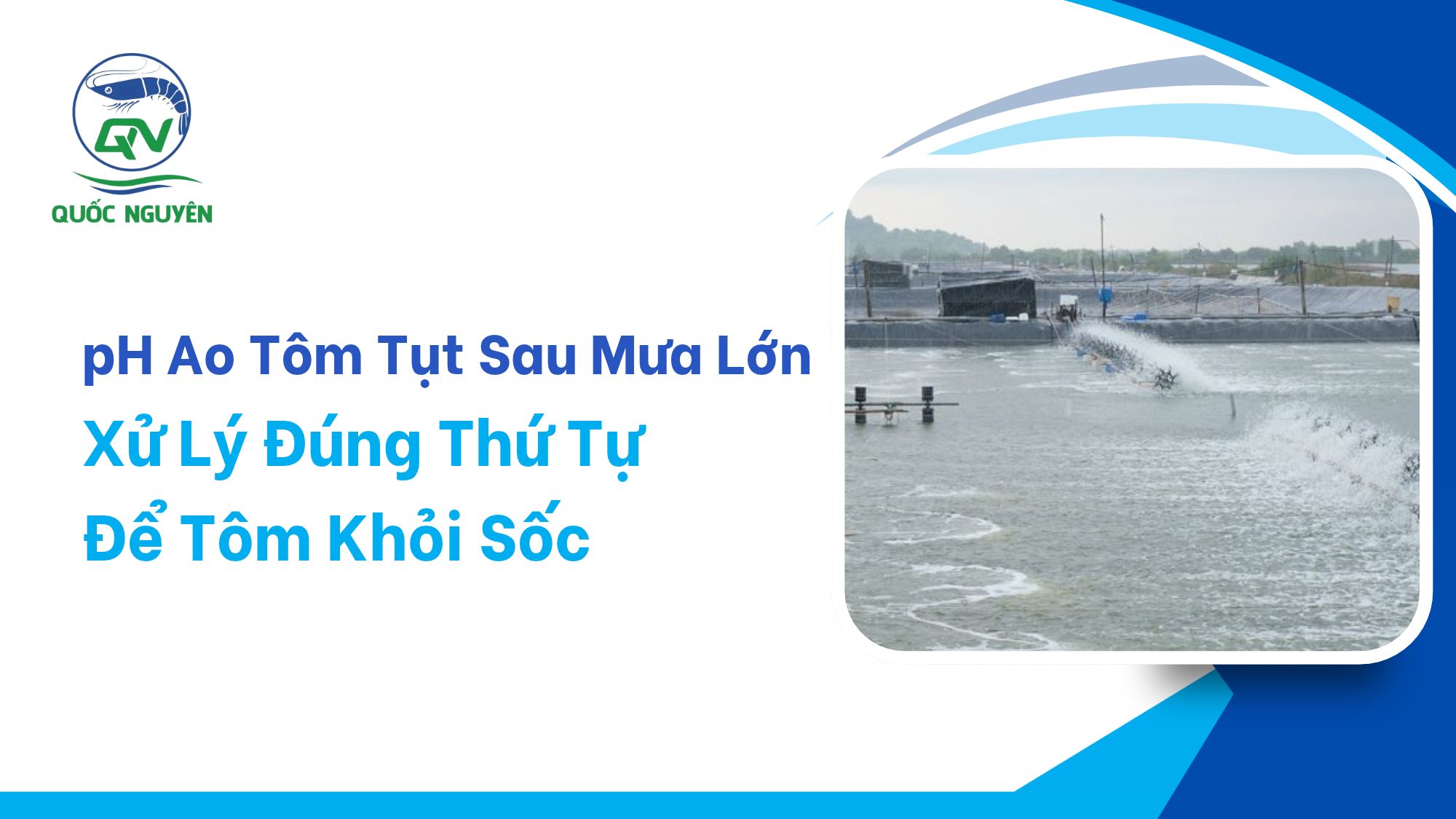 pH Ao Tôm Tụt Sau Mưa Lớn: Xử Lý Đúng Thứ Tự Để Tôm Khỏi Sốc