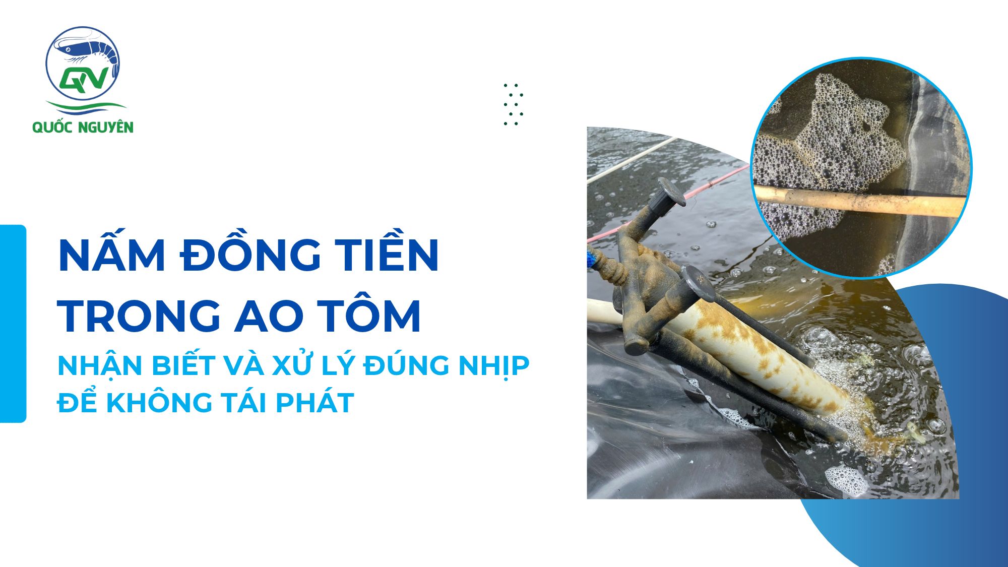 Nấm Đồng Tiền Trong Ao Tôm: Nhận Biết Và Xử Lý Đúng Nhịp Để Không Tái Phát