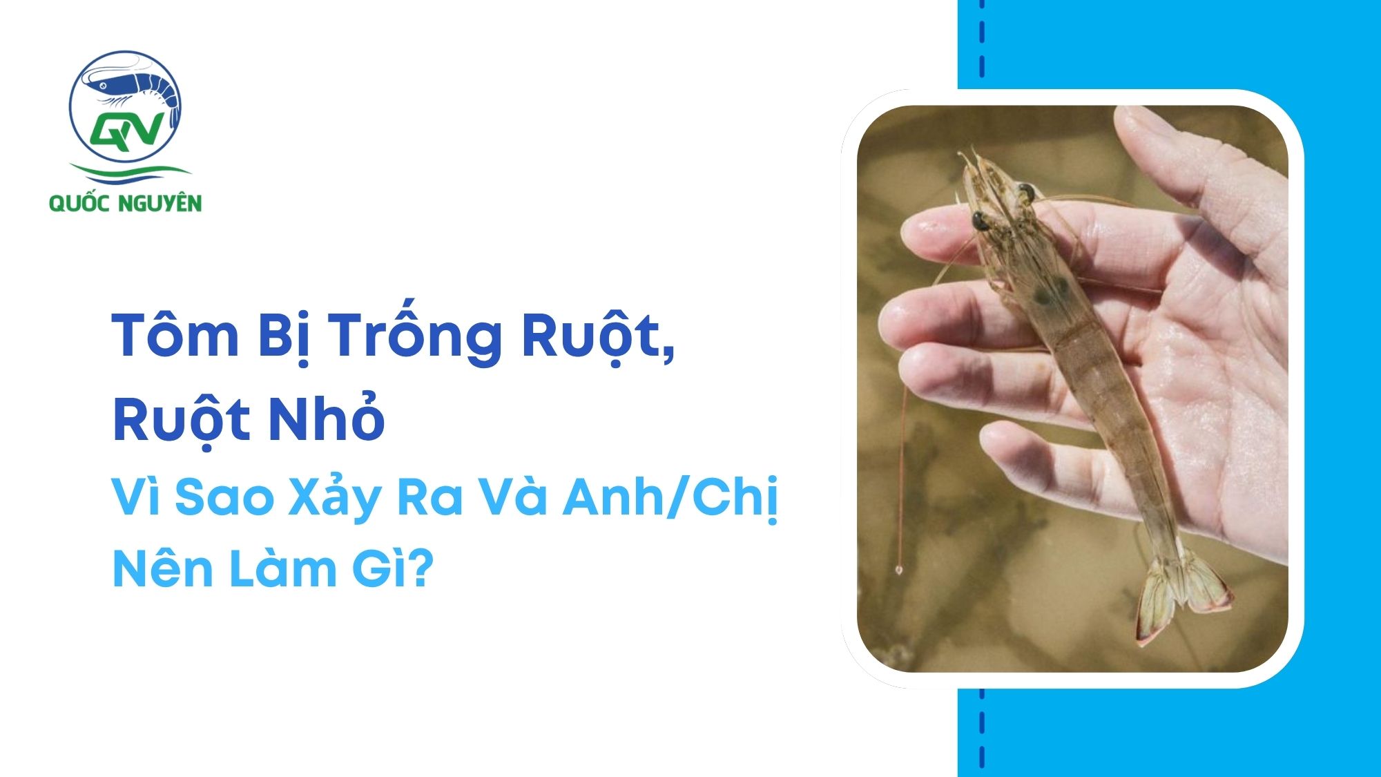 Tôm Bị Trống Ruột, Ruột Nhỏ: Vì Sao Xảy Ra Và Anh/Chị Nên Làm Gì?