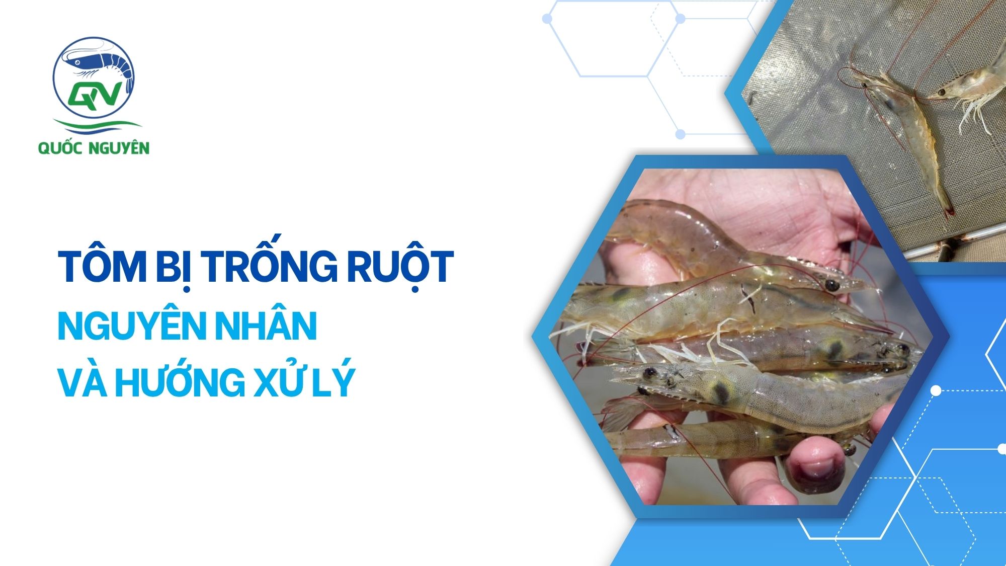 Tôm Bị Trống Ruột: Nguyên Nhân Và Hướng Xử Lý