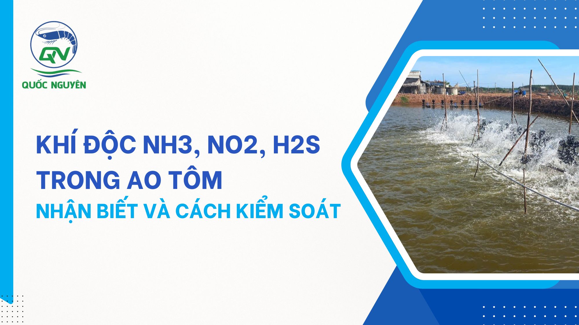 Khí Độc NH3, NO2, H2S Trong Ao Tôm: Nhận Biết Và Cách Kiểm Soát