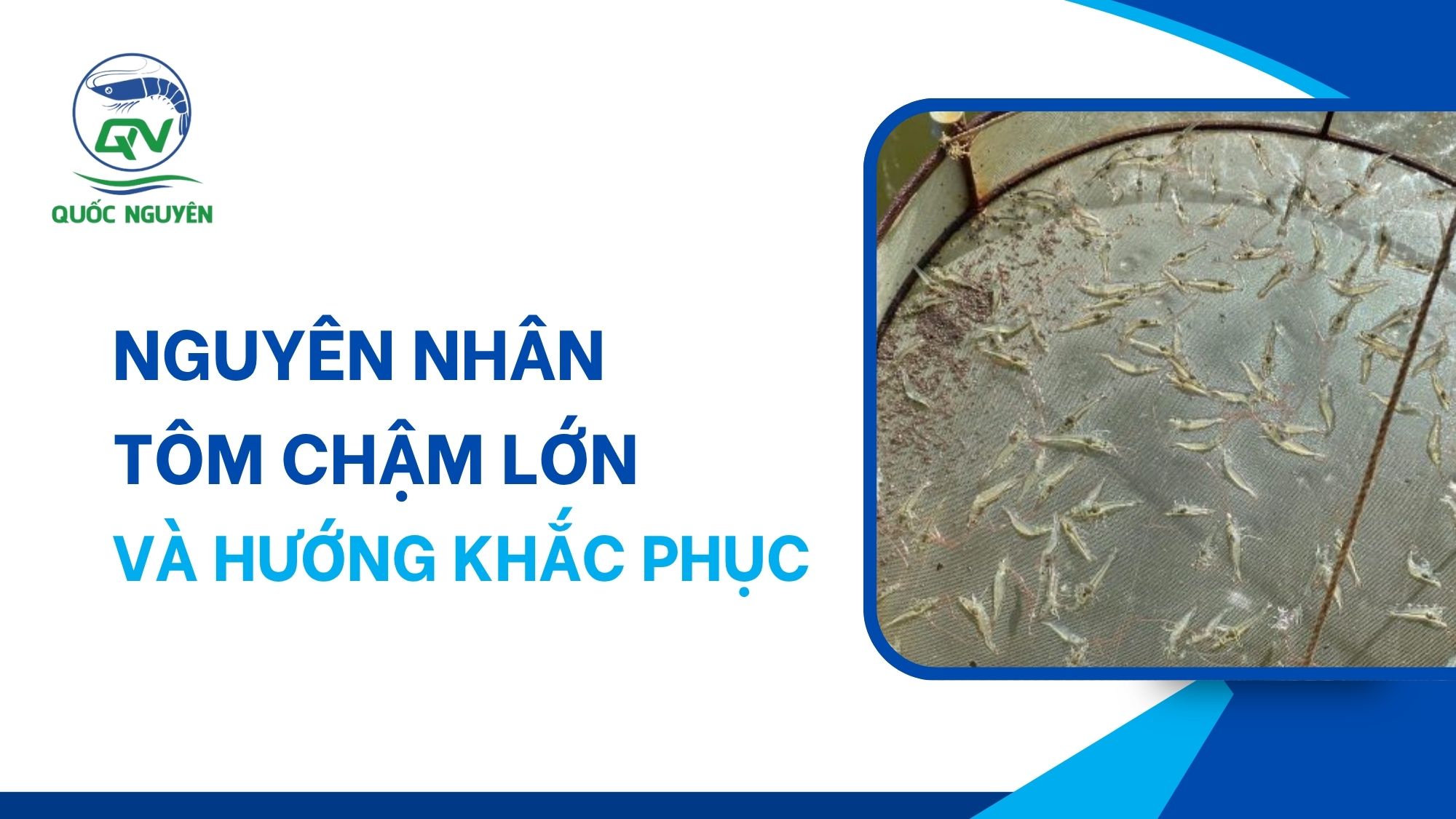 Nguyên Nhân Tôm Chậm Lớn Và Hướng Khắc Phục