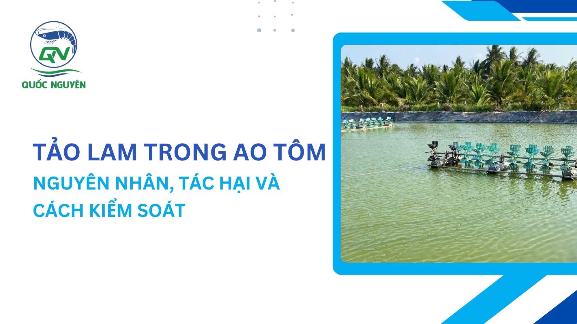 Tảo Lam Trong Ao Tôm: Nguyên Nhân, Tác Hại Và Cách Kiểm Soát
