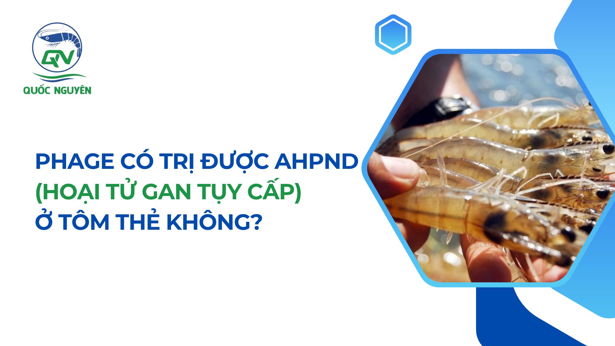 Phage Có Trị Được AHPND (Hoại Tử Gan Tụy Cấp) Ở Tôm Thẻ Không?