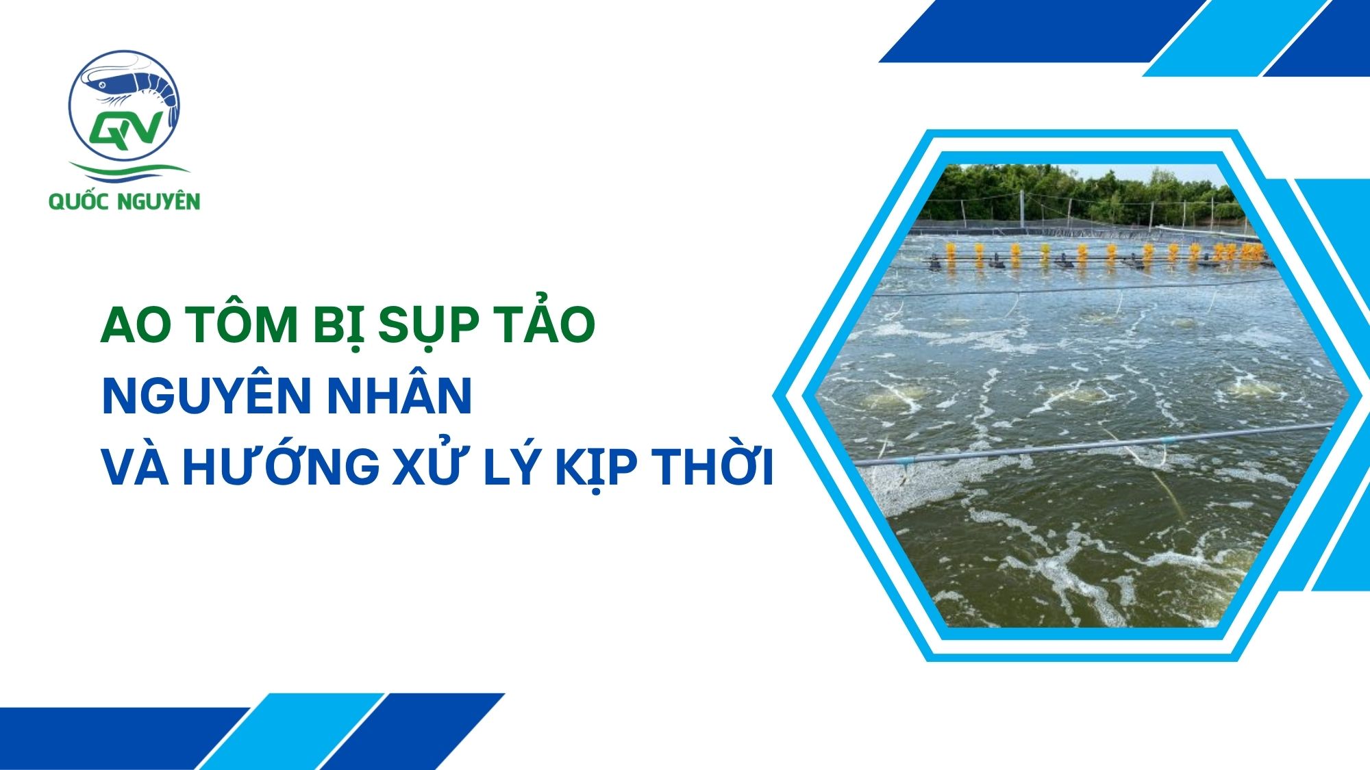Ao Tôm Bị Sụp Tảo: Nguyên Nhân Và Hướng Xử Lý Kịp Thời