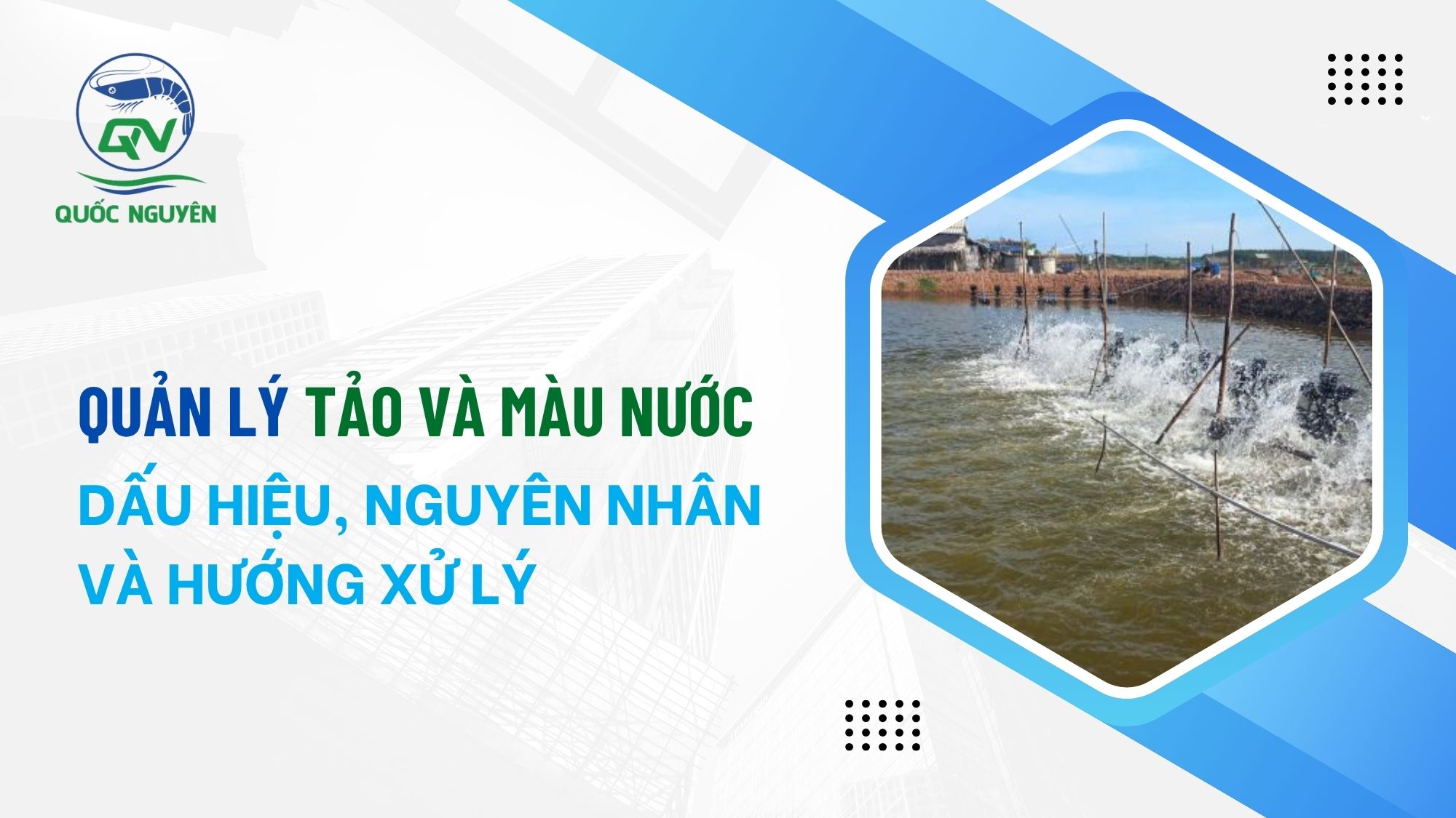 Quản Lý Tảo Và Màu Nước Ao Tôm: Nhận Biết Và Cách Kiểm Soát Các Loại Tảo