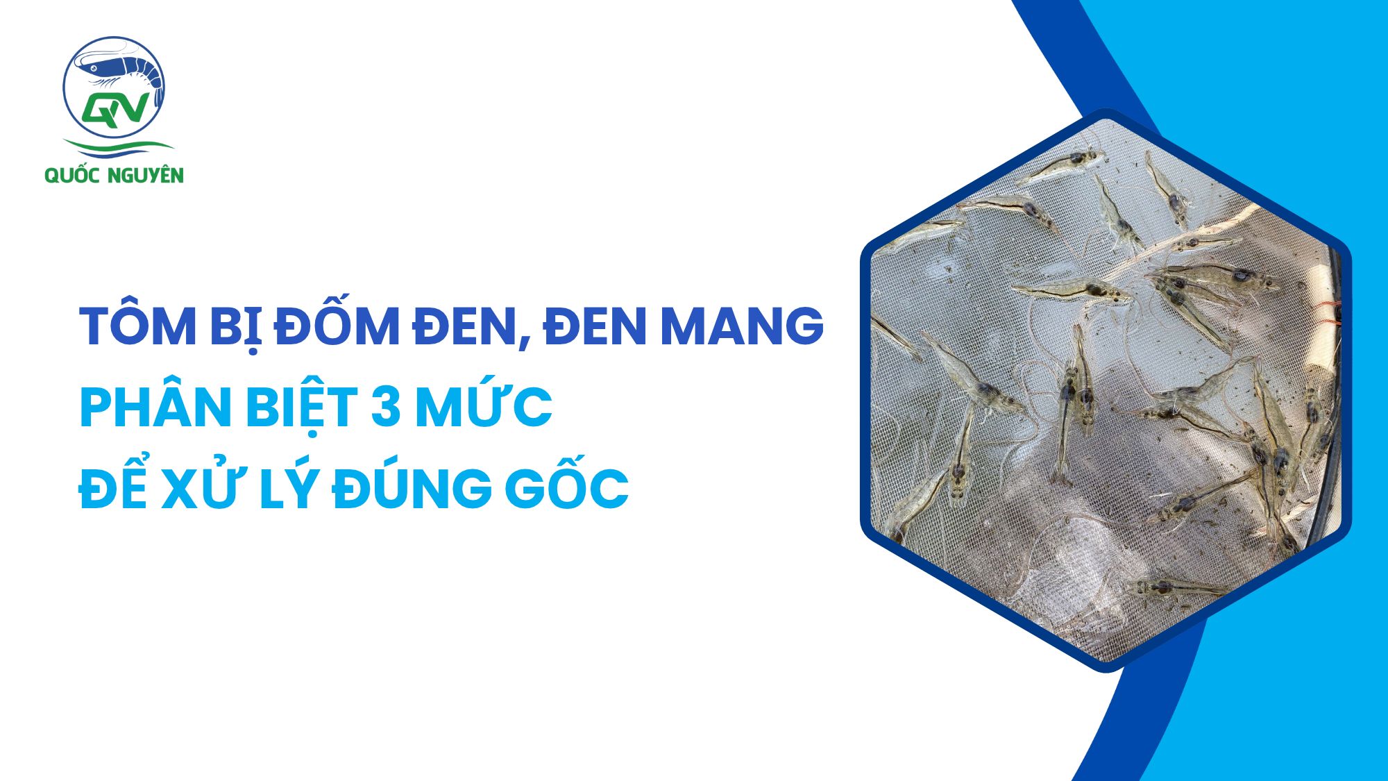 Tôm Bị Đốm Đen, Đen Mang: Phân Biệt 3 Mức Để Xử Lý Đúng Gốc