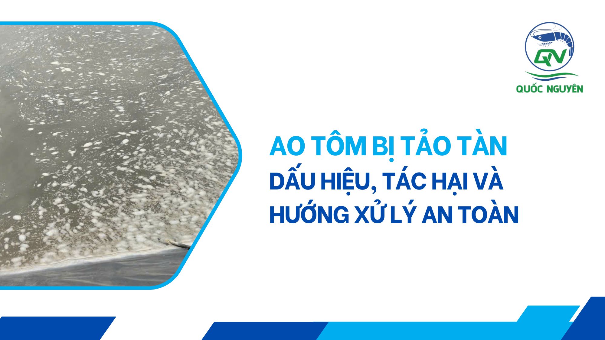 Ao Tôm Bị Tảo Tàn: Dấu Hiệu, Tác Hại Và Hướng Xử Lý An Toàn