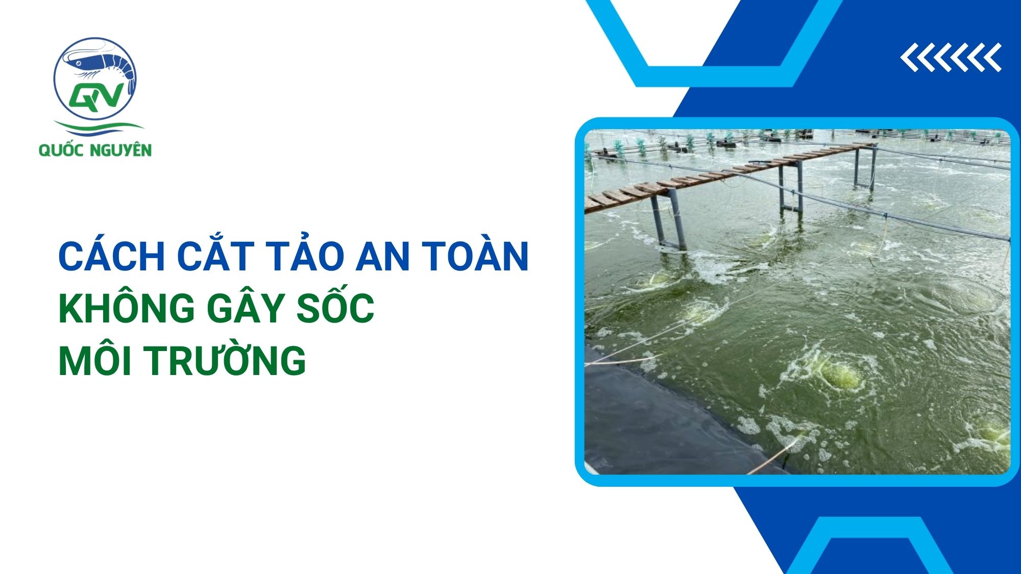 Cách Cắt Tảo An Toàn, Không Gây Sốc Môi Trường