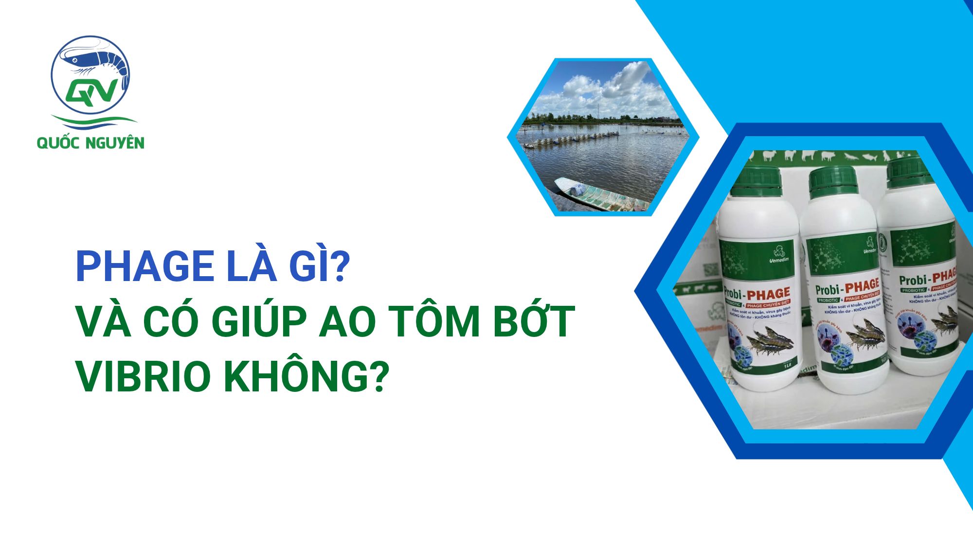 Phage Là Gì Và Có Giúp Ao Tôm Bớt Vibrio Không?
