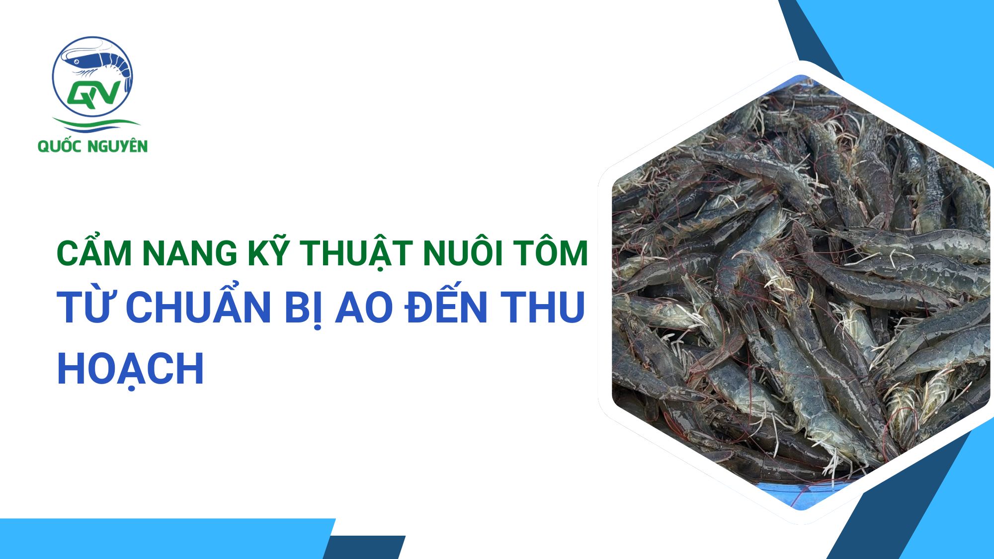 Cẩm Nang Kỹ Thuật Nuôi Tôm: Từ Chuẩn Bị Ao Đến Thu Hoạch