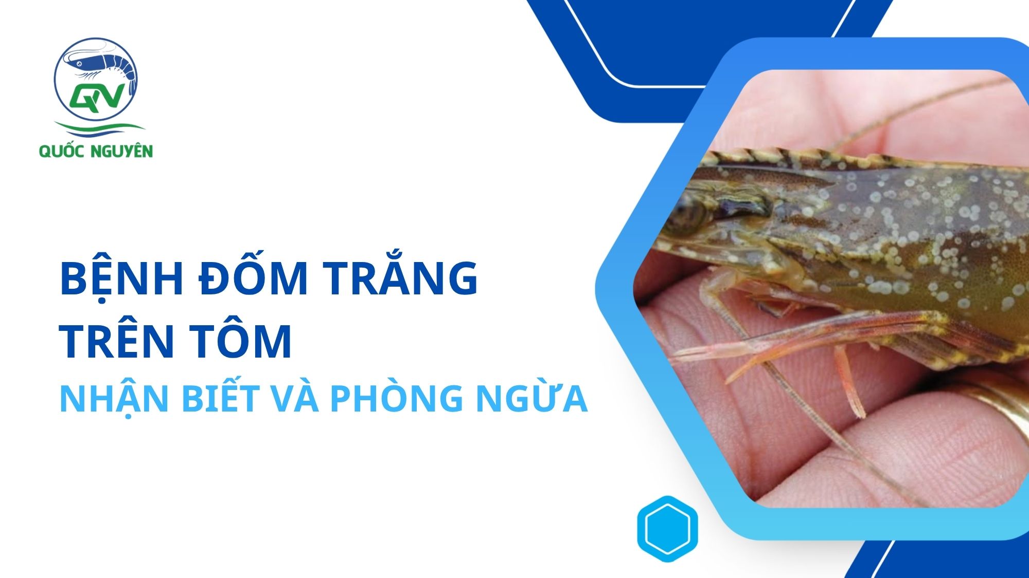 Bệnh Đốm Trắng Trên Tôm: Nhận Biết Và Phòng Ngừa