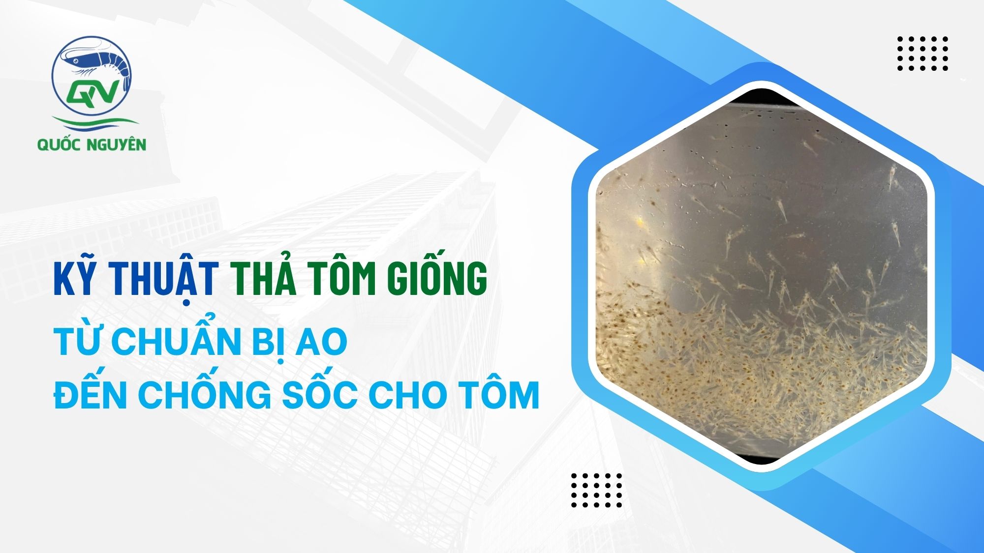 Kỹ Thuật Thả Tôm Giống: Từ Chuẩn Bị Ao Đến Chống Sốc Cho Tôm