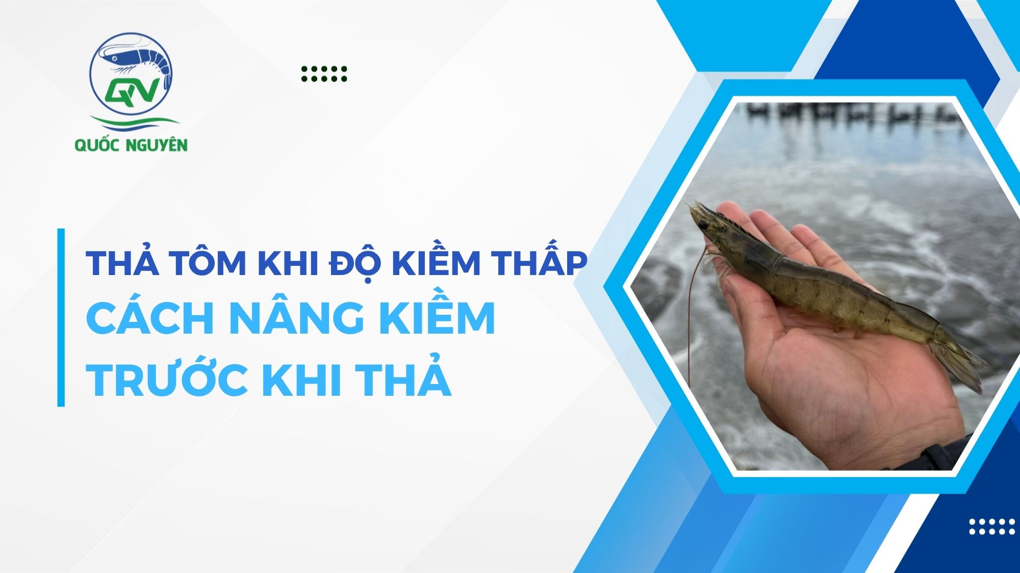 Thả Tôm Khi Độ Kiềm Thấp: Cách Nâng Kiềm Trước Khi Thả