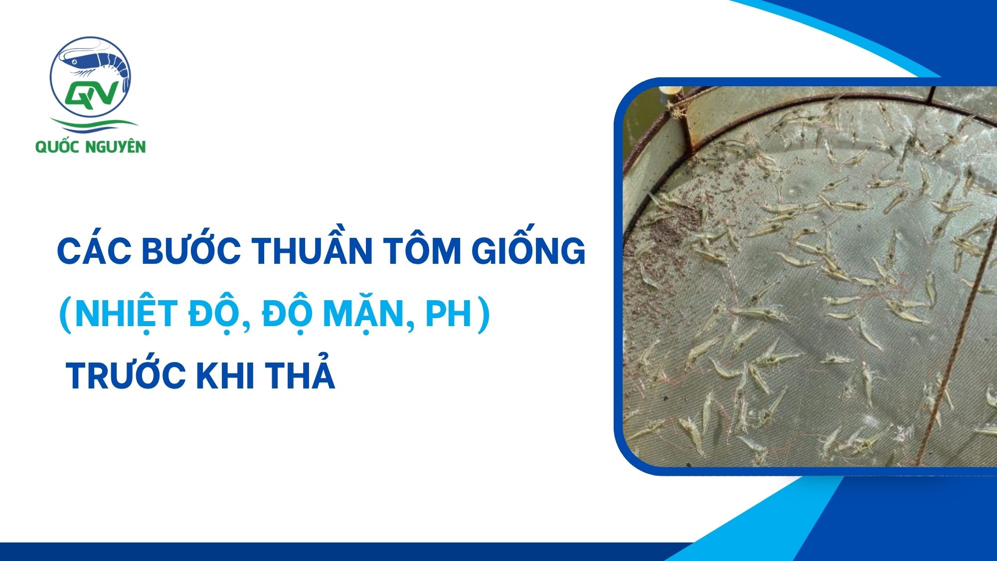 Các Bước Thuần Tôm Giống (Nhiệt Độ, Độ Mặn, pH) Trước Khi Thả