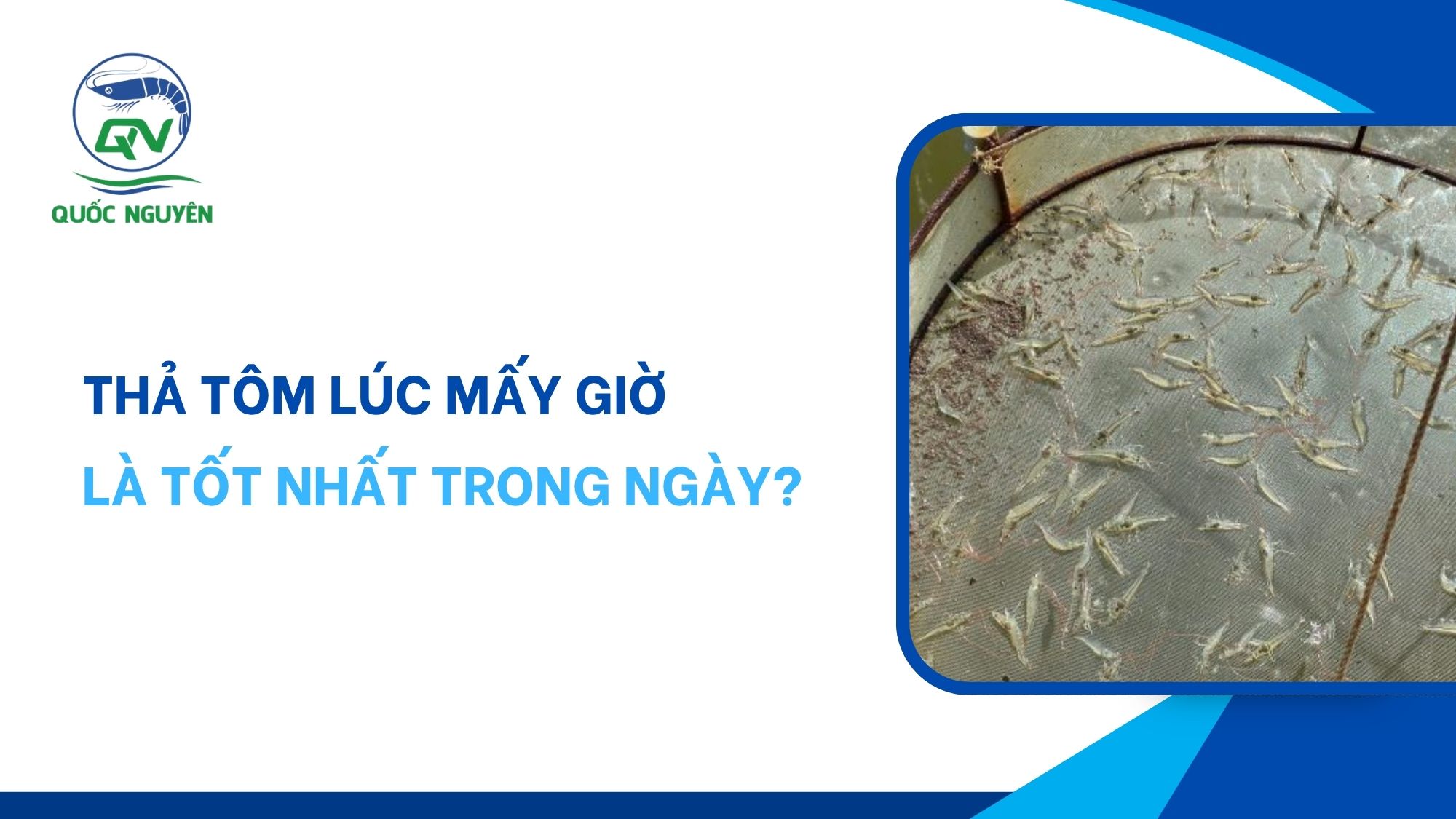 Thả Tôm Lúc Mấy Giờ Là Tốt Nhất Trong Ngày?