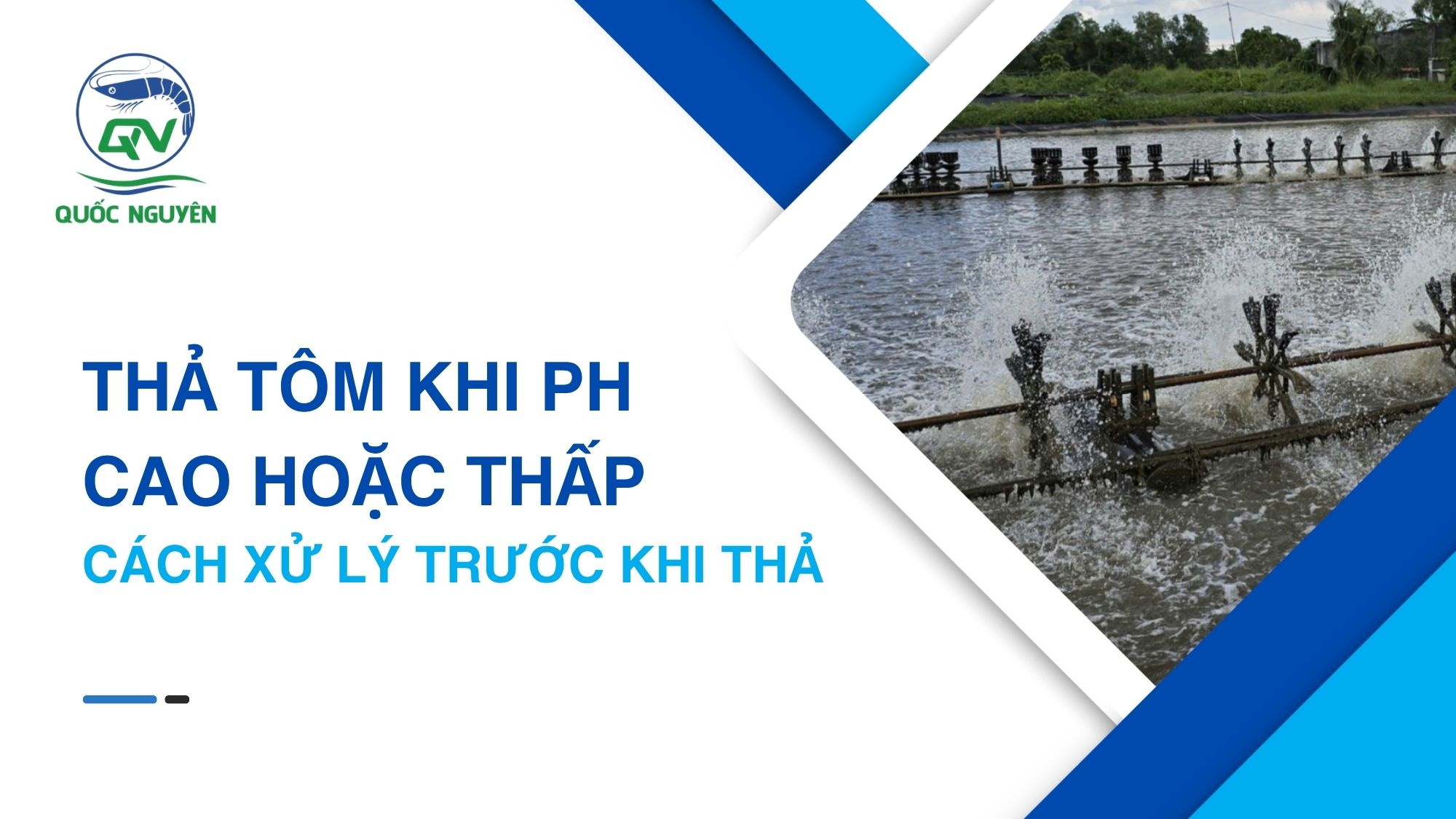 Thả Tôm Khi pH Cao Hoặc Thấp: Cách Xử Lý Trước Khi Thả
