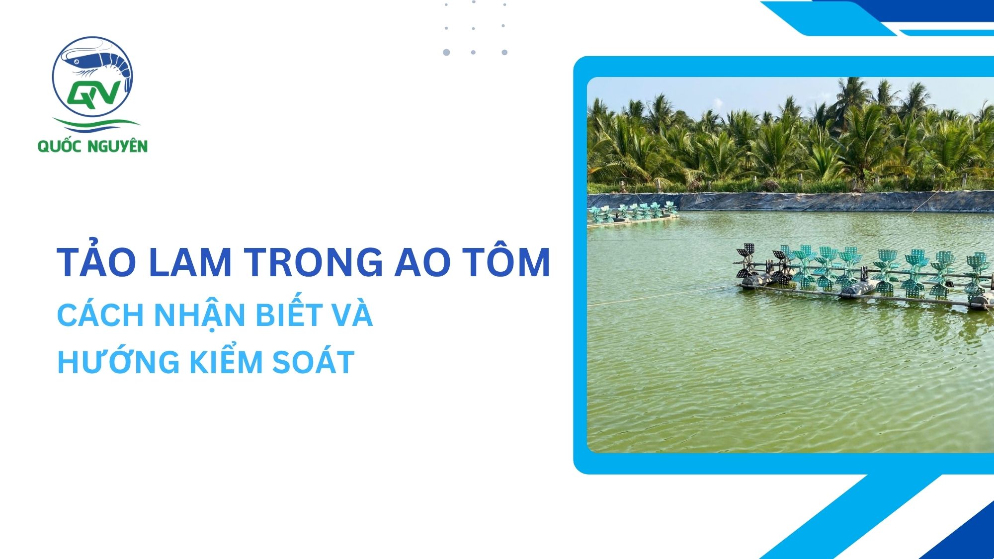 Tảo Lam Trong Ao Tôm: Cách Nhận Biết Và Hướng Kiểm Soát