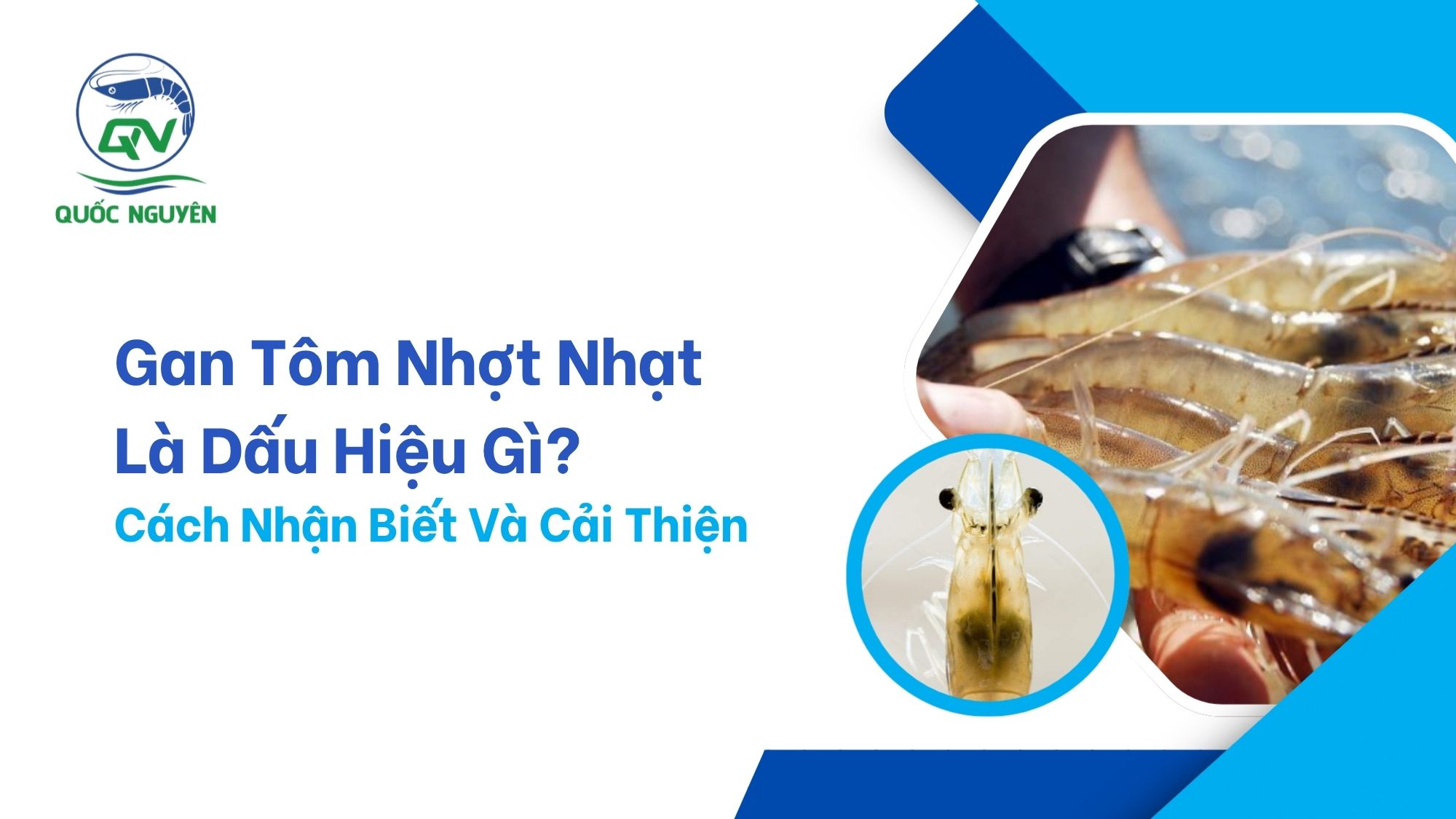 Gan Tôm Nhợt Nhạt Là Dấu Hiệu Gì? Cách Nhận Biết Và Cải Thiện Nhanh