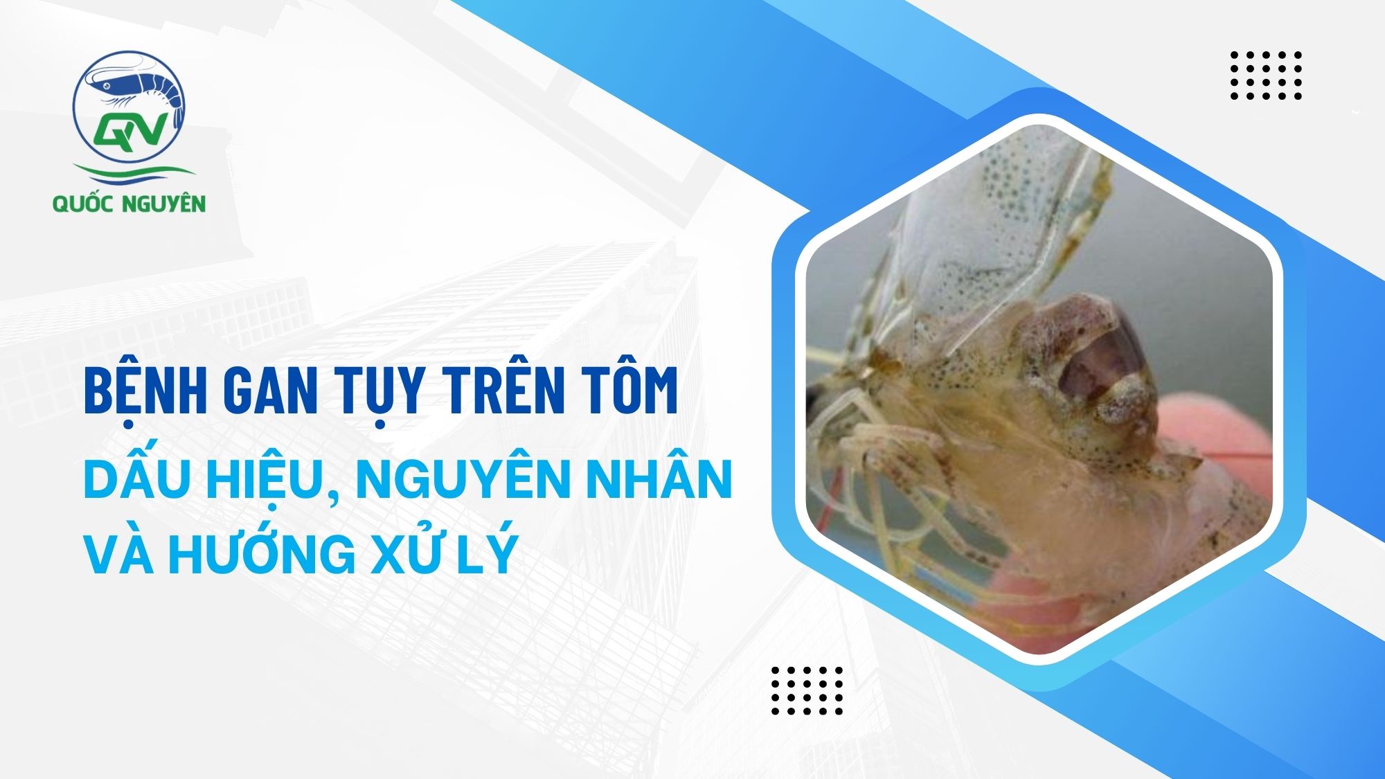 Bệnh Gan Tụy Trên Tôm: Dấu Hiệu, Nguyên Nhân Và Hướng Xử Lý