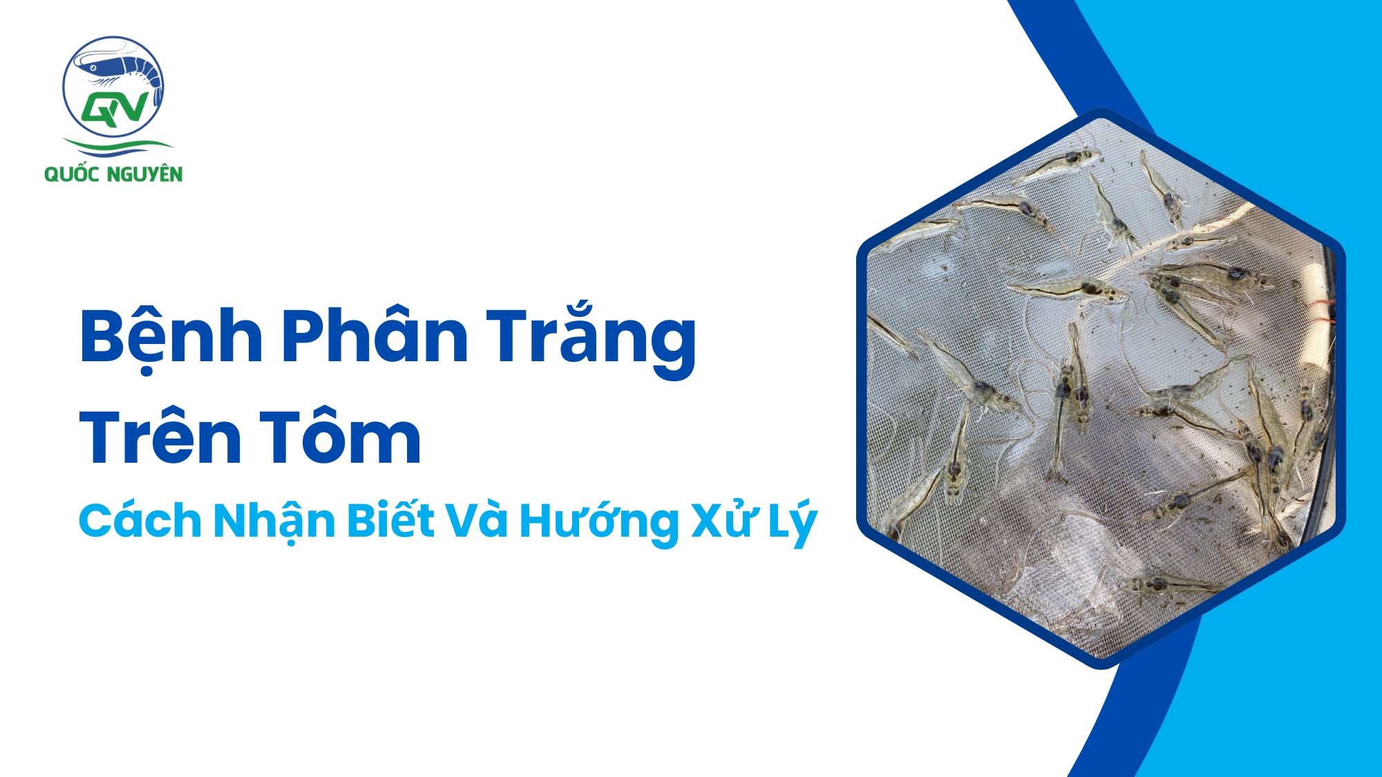 Bệnh Phân Trắng Trên Tôm: Cách Nhận Biết Và Hướng Xử Lý