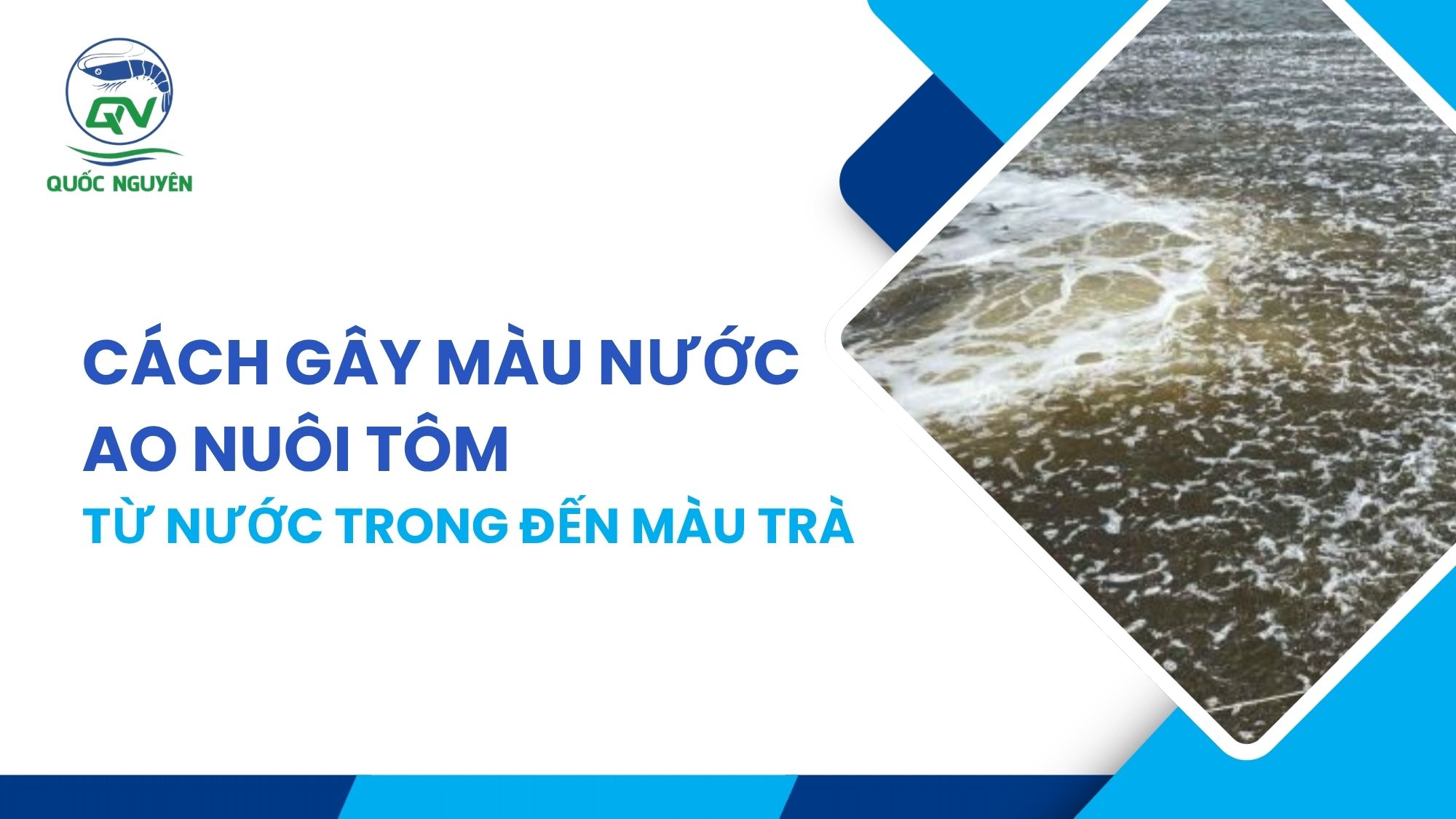 Cách Gây Màu Nước Ao Tôm: Từ Nước Trong Đến Màu Trà