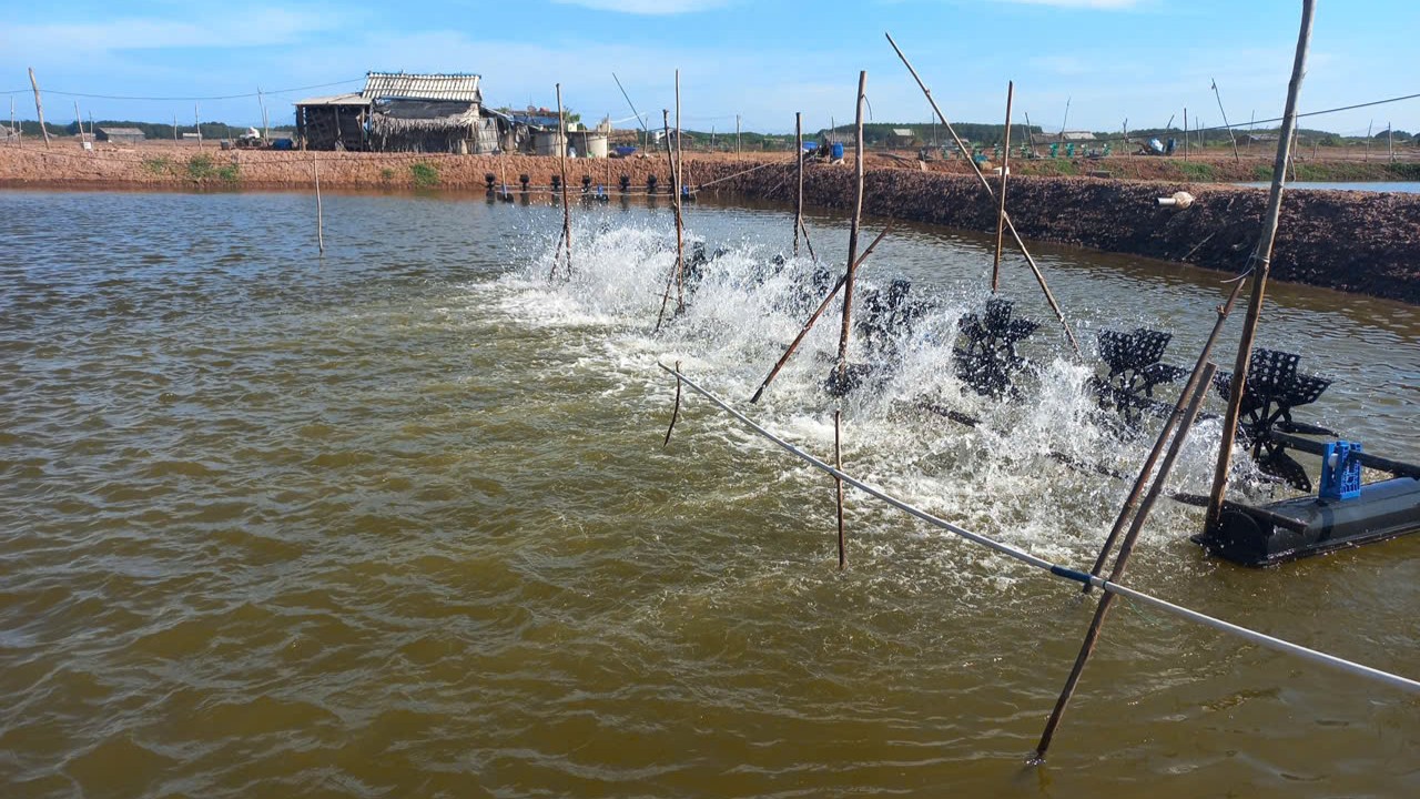 Hệ thống quạt oxy hoạt động trong ao nuôi tôm