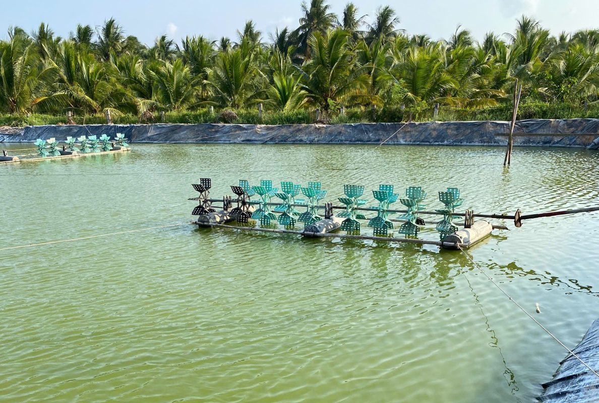 Tảo lam ao tôm - Ảnh: Thủy Sản Quốc Nguyên