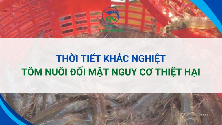 Thời Tiết Khắc Nghiệt, Tôm Nuôi Đối Mặt Nguy Cơ Thiệt Hại