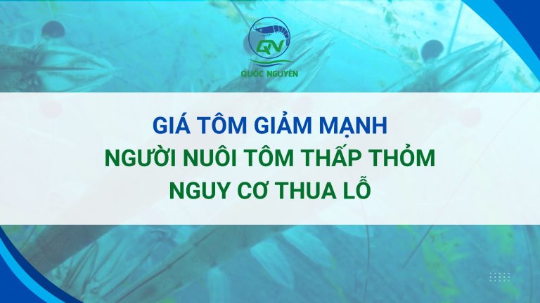 Giá Tôm Giảm Mạnh, Người Nuôi Tôm Thấp Thỏm Nguy Cơ Thua Lỗ