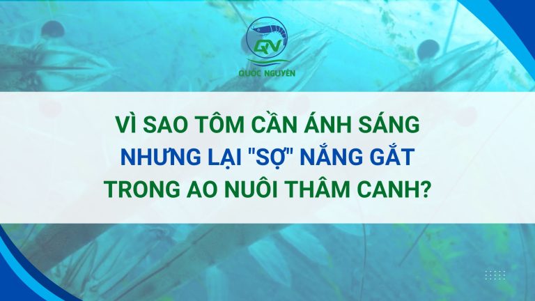 Vì Sao Tôm Cần Ánh Sáng Nhưng Lại "Sợ" Nắng Gắt Trong Ao Nuôi Thâm Canh?