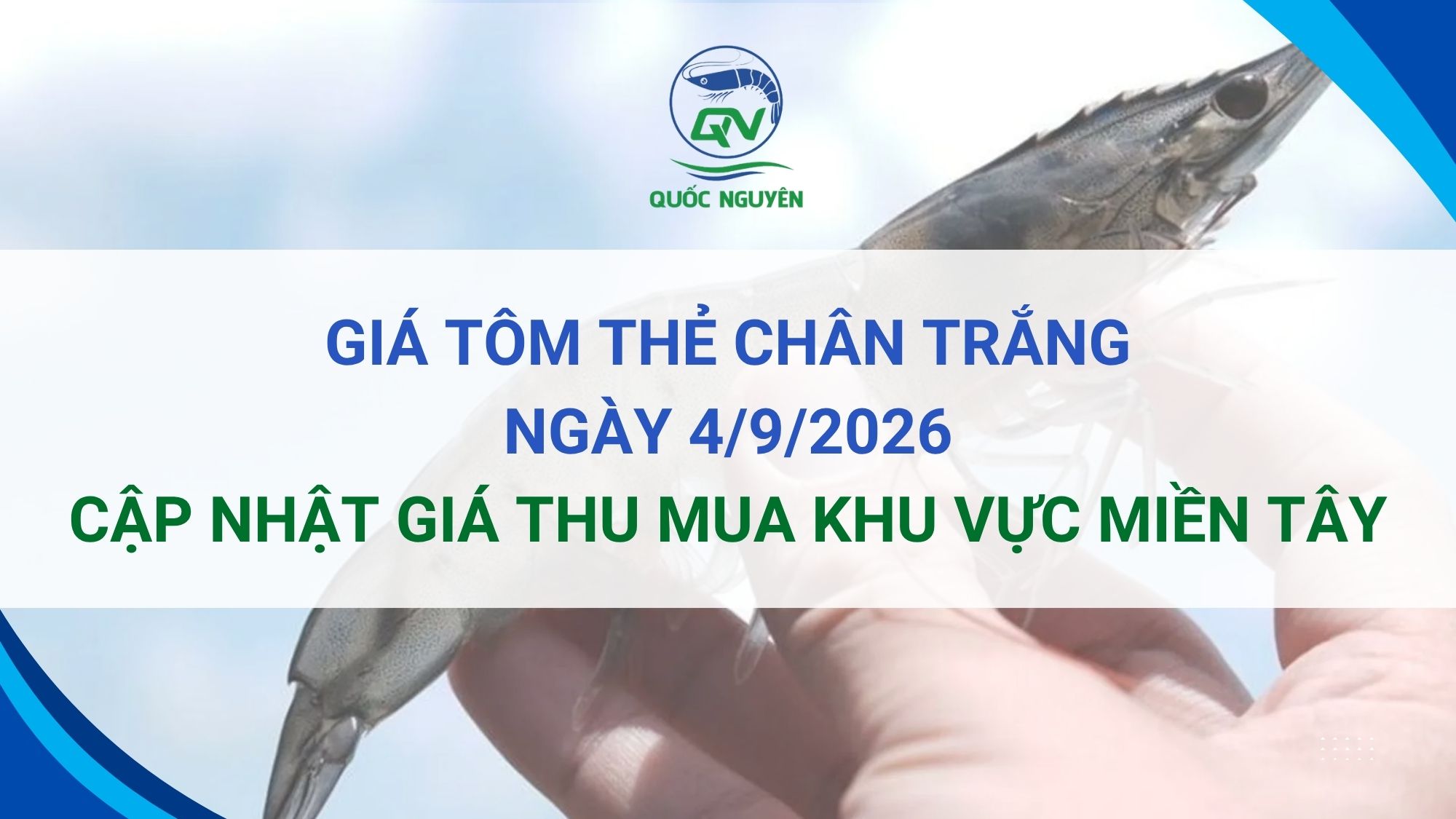Giá Tôm Thẻ Chân Trắng Hôm Nay Ngày 4/9/2026