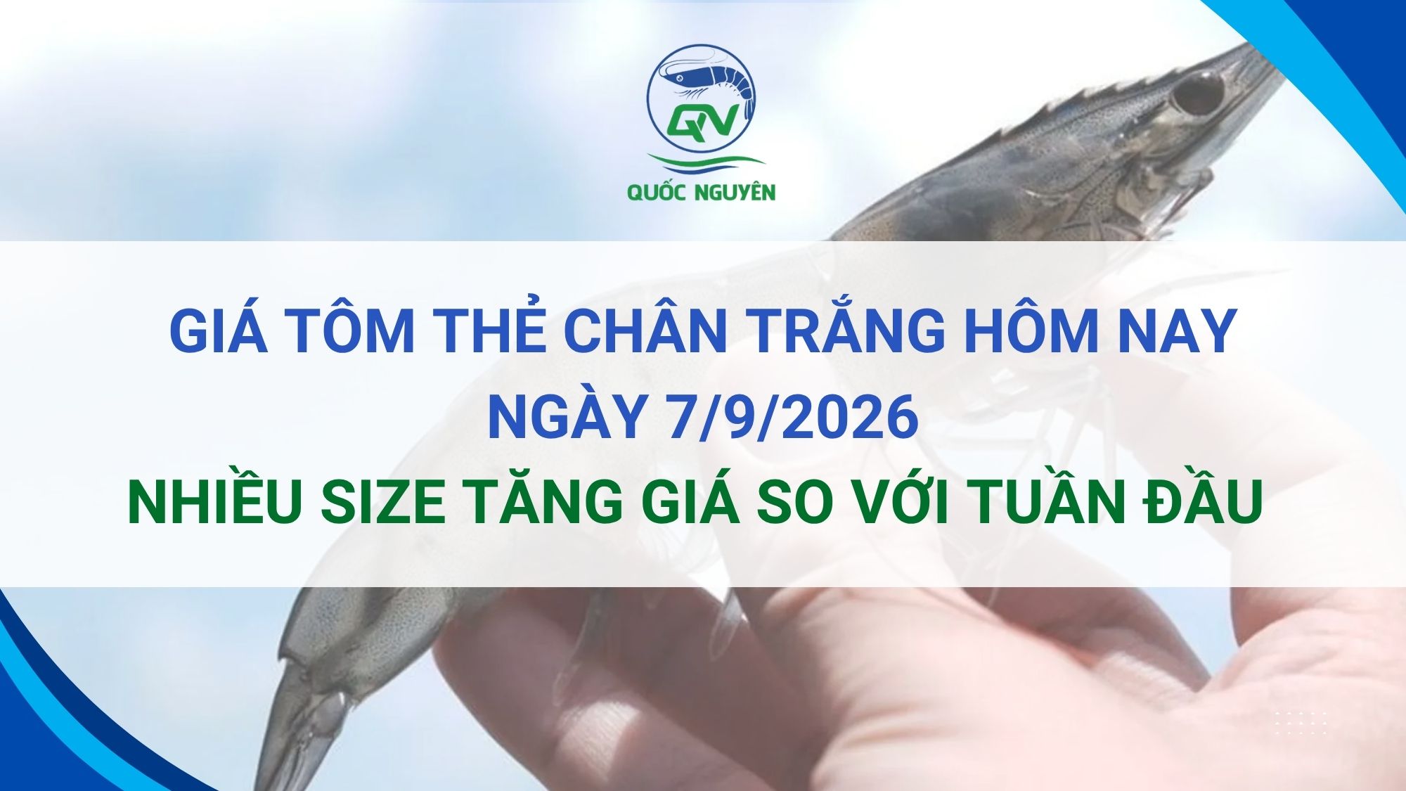 Giá Tôm Thẻ Chân Trắng Hôm Nay 7/9/2026: Nhiều Size Tăng Giá So Với Tuần Đầu