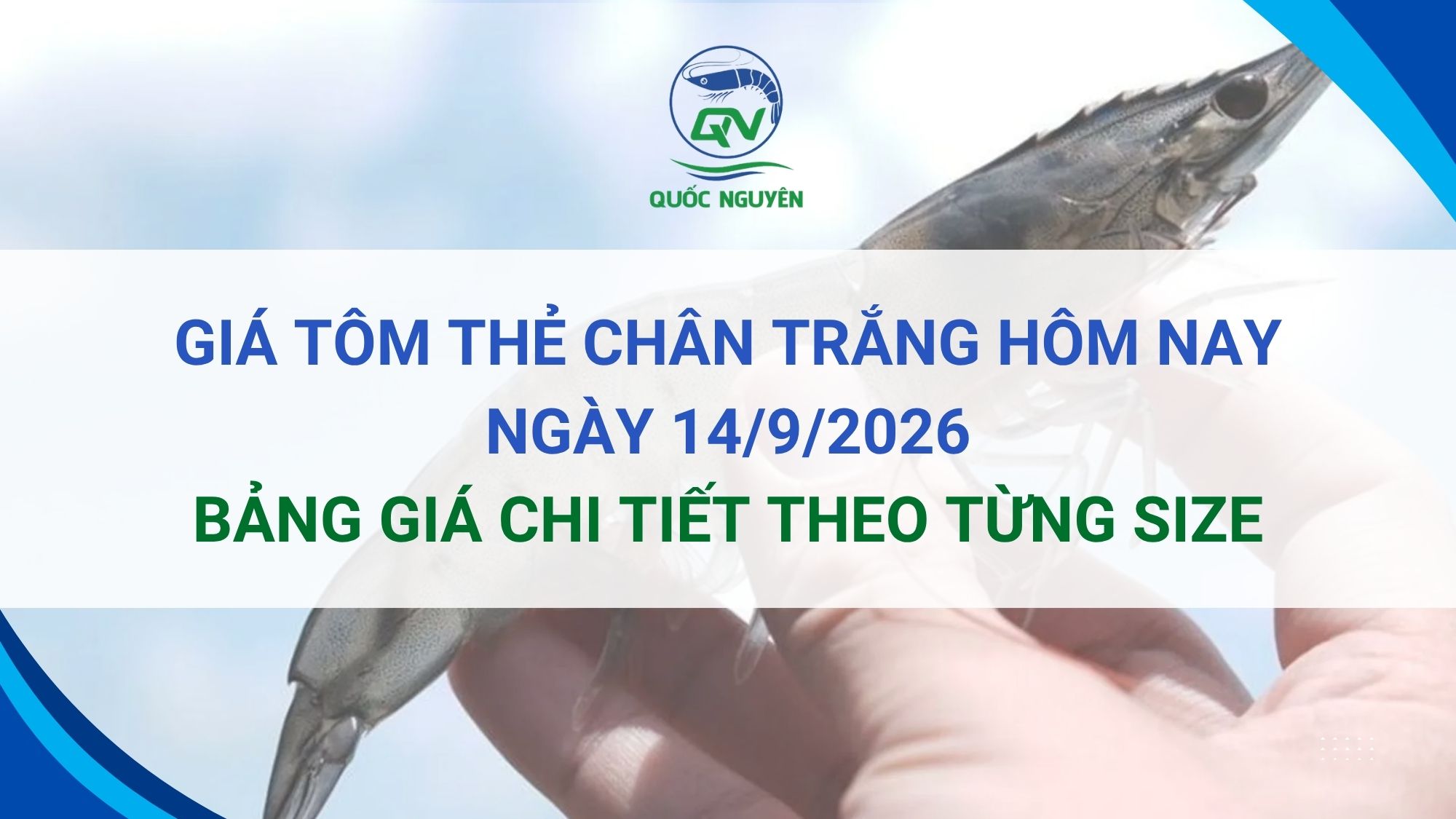 Giá Tôm Thẻ Chân Trắng Hôm Nay 14/9/2026: Bảng Giá Chi Tiết Theo Từng Size